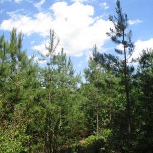 Photo of 102 Acres of Timber and Hunting Land in King and Queen Co. VA!