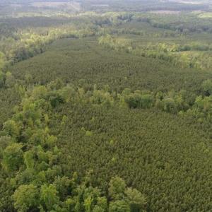 Photo of 102 Acres of Timber and Hunting Land in King and Queen Co. VA!