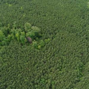 Photo of 102 Acres of Timber and Hunting Land in King and Queen Co. VA!