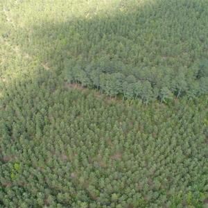 Photo of 98 Acres of Timber and Hunting Land for Sale in King and Queen Co. VA!