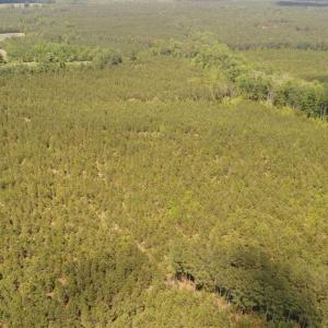 Photo of 98 Acres of Timber and Hunting Land for Sale in King and Queen Co. VA!