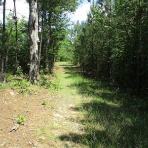 Photo of 98 Acres of Timber and Hunting Land for Sale in King and Queen Co. VA!