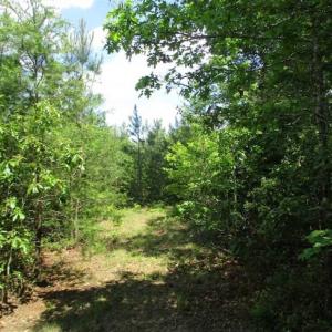 Photo of 98 Acres of Timber and Hunting Land for Sale in King and Queen Co. VA!