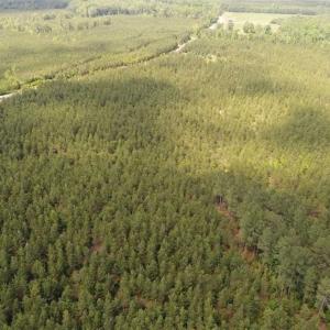 Photo of 98 Acres of Timber and Hunting Land for Sale in King and Queen Co. VA!