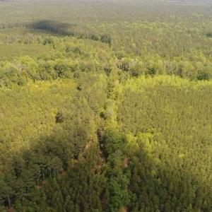 Photo of 98 Acres of Timber and Hunting Land for Sale in King and Queen Co. VA!