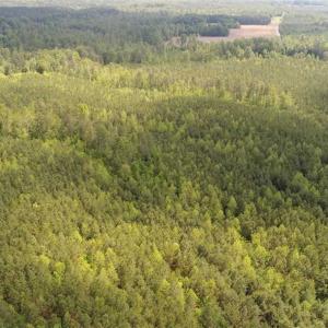 Photo of 98 Acres of Timber and Hunting Land for Sale in King and Queen Co. VA!