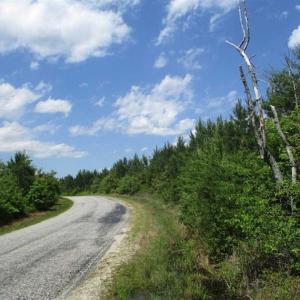 Photo of 98 Acres of Timber and Hunting Land for Sale in King and Queen Co. VA!