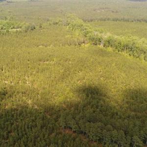 Photo of 98 Acres of Timber and Hunting Land for Sale in King and Queen Co. VA!