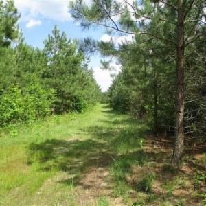 Photo of 98 Acres of Timber and Hunting Land for Sale in King and Queen Co. VA!