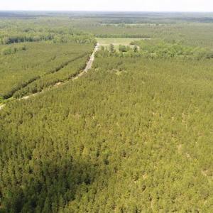 Photo of 98 Acres of Timber and Hunting Land for Sale in King and Queen Co. VA!