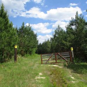 Photo of 98 Acres of Timber and Hunting Land for Sale in King and Queen Co. VA!
