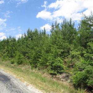 Photo of 98 Acres of Timber and Hunting Land for Sale in King and Queen Co. VA!