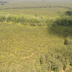 Photo of 98 Acres of Timber and Hunting Land for Sale in King and Queen Co. VA!