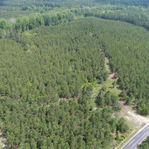 Photo of 98 Acres of Timber and Hunting Land for Sale in King and Queen Co. VA!