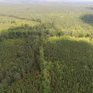 Photo of 98 Acres of Timber and Hunting Land for Sale in King and Queen Co. VA!