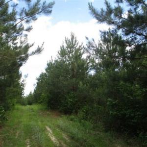 Photo of 98 Acres of Timber and Hunting Land for Sale in King and Queen Co. VA!