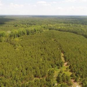 Photo of 98 Acres of Timber and Hunting Land for Sale in King and Queen Co. VA!