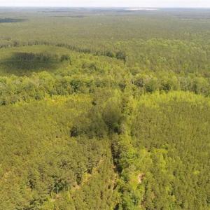 Photo of 98 Acres of Timber and Hunting Land for Sale in King and Queen Co. VA!