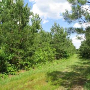 Photo of 98 Acres of Timber and Hunting Land for Sale in King and Queen Co. VA!