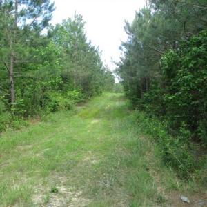 Photo of 98 Acres of Timber and Hunting Land for Sale in King and Queen Co. VA!