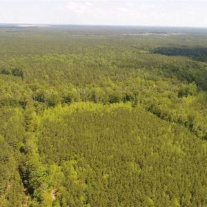 Photo of 98 Acres of Timber and Hunting Land for Sale in King and Queen Co. VA!