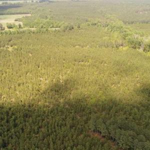 Photo of 98 Acres of Timber and Hunting Land for Sale in King and Queen Co. VA!