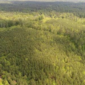 Photo of 98 Acres of Timber and Hunting Land for Sale in King and Queen Co. VA!
