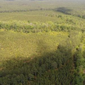 Photo of 98 Acres of Timber and Hunting Land for Sale in King and Queen Co. VA!