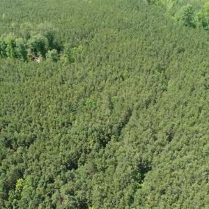 Photo of 98 Acres of Timber and Hunting Land for Sale in King and Queen Co. VA!