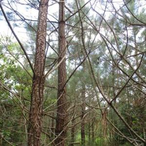 Photo of 98 Acres of Timber and Hunting Land for Sale in King and Queen Co. VA!
