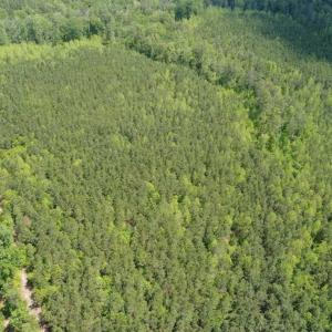 Photo of 98 Acres of Timber and Hunting Land for Sale in King and Queen Co. VA!