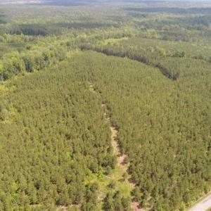 Photo of 98 Acres of Timber and Hunting Land for Sale in King and Queen Co. VA!