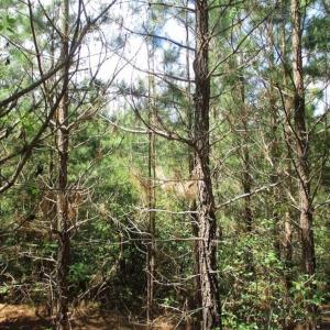 Photo of 98 Acres of Timber and Hunting Land for Sale in King and Queen Co. VA!