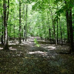 Photo of SOLD!!  54 Acres of Hunting and Recreational Land For Sale in Franklin County VA!