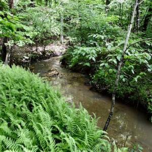Photo of SOLD!!  54 Acres of Hunting and Recreational Land For Sale in Franklin County VA!