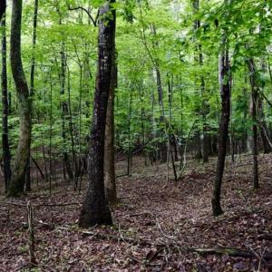 Photo of SOLD!!  54 Acres of Hunting and Recreational Land For Sale in Franklin County VA!