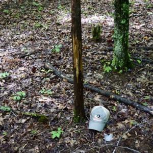 Photo of SOLD!!  54 Acres of Hunting and Recreational Land For Sale in Franklin County VA!