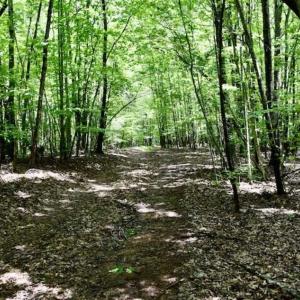 Photo of SOLD!!  54 Acres of Hunting and Recreational Land For Sale in Franklin County VA!