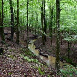 Photo of SOLD!!  54 Acres of Hunting and Recreational Land For Sale in Franklin County VA!