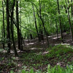Photo of SOLD!!  54 Acres of Hunting and Recreational Land For Sale in Franklin County VA!