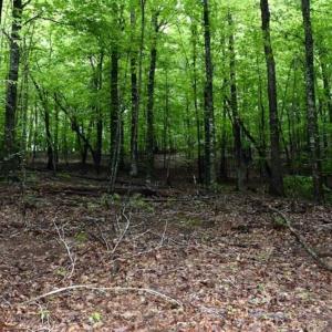 Photo of SOLD!!  54 Acres of Hunting and Recreational Land For Sale in Franklin County VA!