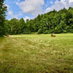 Photo of SOLD!!  54 Acres of Hunting and Recreational Land For Sale in Franklin County VA!