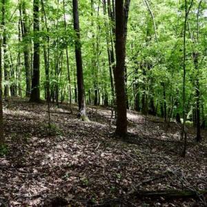 Photo of SOLD!!  54 Acres of Hunting and Recreational Land For Sale in Franklin County VA!