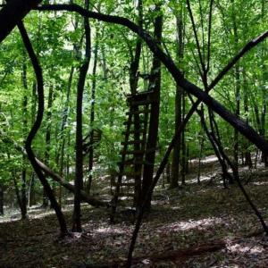 Photo of SOLD!!  54 Acres of Hunting and Recreational Land For Sale in Franklin County VA!