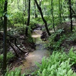 Photo of SOLD!!  54 Acres of Hunting and Recreational Land For Sale in Franklin County VA!