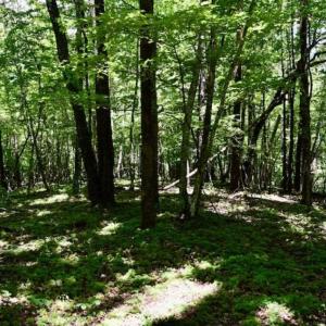 Photo of SOLD!!  54 Acres of Hunting and Recreational Land For Sale in Franklin County VA!