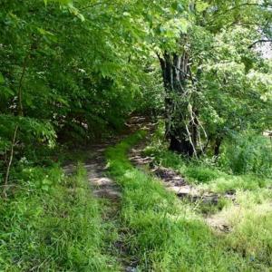 Photo of SOLD!!  54 Acres of Hunting and Recreational Land For Sale in Franklin County VA!
