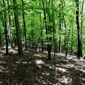 Photo of SOLD!!  54 Acres of Hunting and Recreational Land For Sale in Franklin County VA!