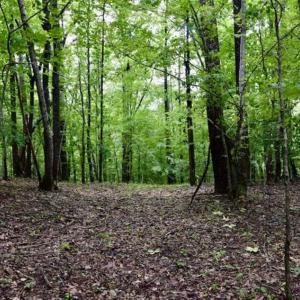 Photo of SOLD!!  54 Acres of Hunting and Recreational Land For Sale in Franklin County VA!