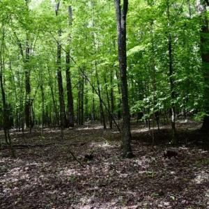 Photo of SOLD!!  54 Acres of Hunting and Recreational Land For Sale in Franklin County VA!